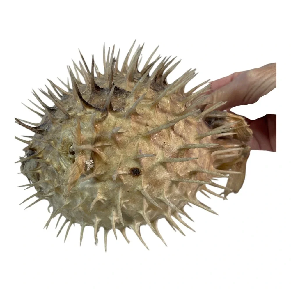 Vintage Puffer Fish Preserved Taxidermy Blowfish Balloonfish Dried